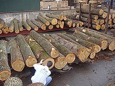 Finish Oak Forestry